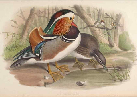 Reproducción/Reproduction 48630441683: Birds of Asia / by John Gould.. London :Printed by Taylor and Francis, pub. by the author,1850-1883.. 