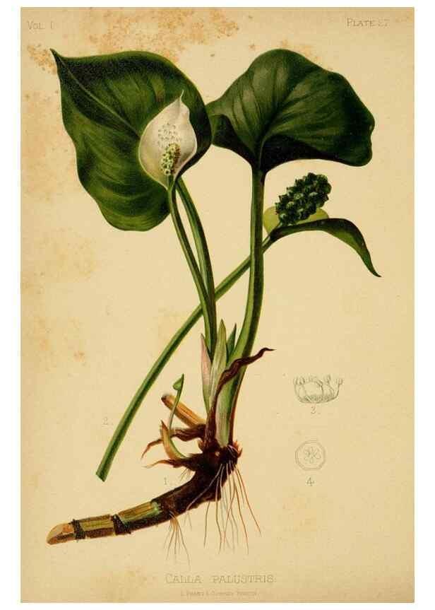 Reproducción/Reproduction 48630619403: The native flowers and ferns of the United States in their botanical, horticultural and popular aspects /. Boston :L. Prang and Co.,1879.. 