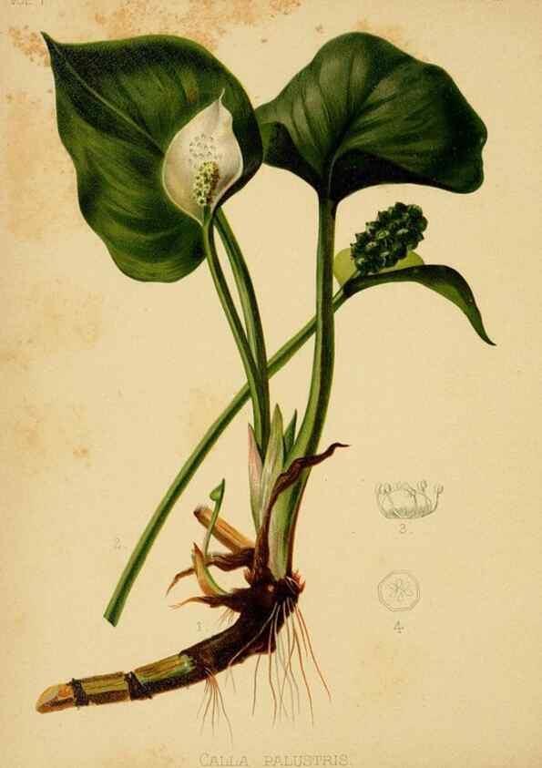 Reproducción/Reproduction 48630619403: The native flowers and ferns of the United States in their botanical, horticultural and popular aspects /. Boston :L. Prang and Co.,1879.. 