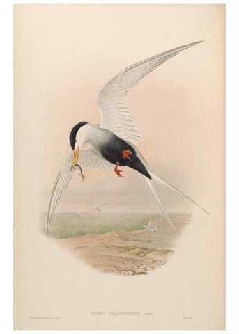Reproducción/Reproduction 48630796901: Birds of Asia / by John Gould.. London :Printed by Taylor and Francis, pub. by the author,1850-1883.. 