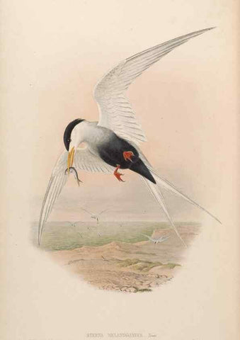 Reproducción/Reproduction 48630796901: Birds of Asia / by John Gould.. London :Printed by Taylor and Francis, pub. by the author,1850-1883.. 