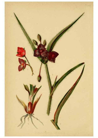Reproducción/Reproduction 48631115067: The native flowers and ferns of the United States in their botanical, horticultural and popular aspects /. Boston :L. Prang and Co.,1879.. 