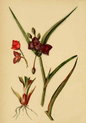 Reproducción/Reproduction 48631115067: The native flowers and ferns of the United States in their botanical, horticultural and popular aspects /. Boston :L. Prang and Co.,1879.. 