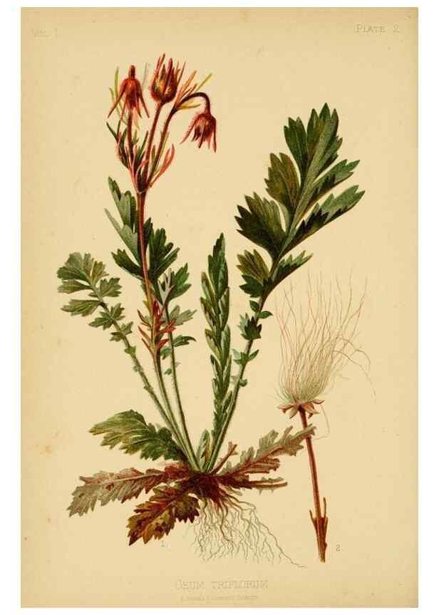 Reproducción/Reproduction 48631115317: The native flowers and ferns of the United States in their botanical, horticultural and popular aspects /. Boston :L. Prang and Co.,1879.. 