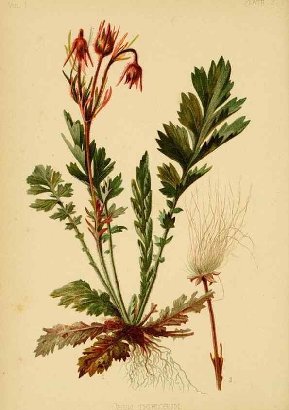 Reproducción/Reproduction 48631115317: The native flowers and ferns of the United States in their botanical, horticultural and popular aspects /. Boston :L. Prang and Co.,1879.. 
