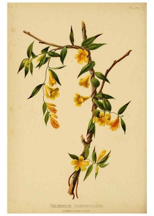 Reproducción/Reproduction 48631115552: The native flowers and ferns of the United States in their botanical, horticultural and popular aspects /. Boston :L. Prang and Co.,1879.. 