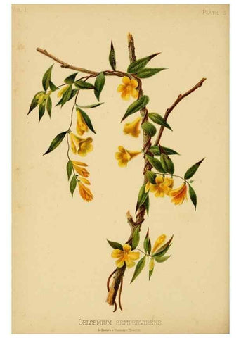 Reproducción/Reproduction 48631115552: The native flowers and ferns of the United States in their botanical, horticultural and popular aspects /. Boston :L. Prang and Co.,1879.. 