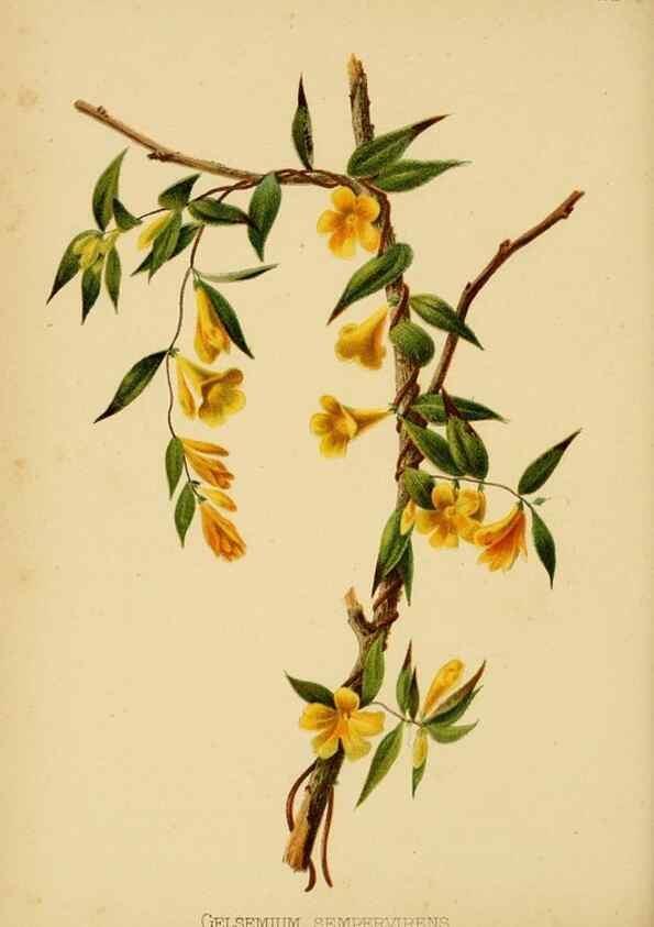 Reproducción/Reproduction 48631115552: The native flowers and ferns of the United States in their botanical, horticultural and popular aspects /. Boston :L. Prang and Co.,1879.. 