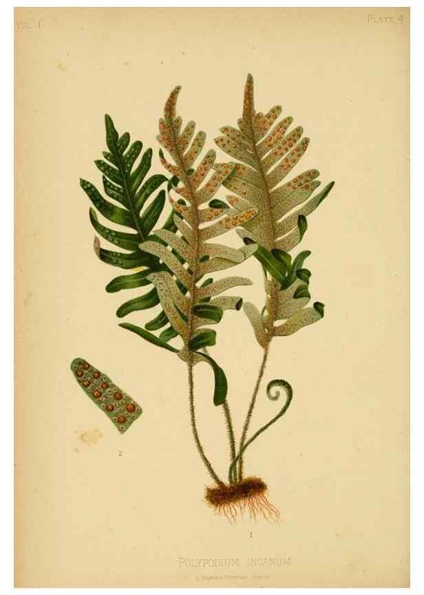 Reproducción/Reproduction 48630611918: The native flowers and ferns of the United States in their botanical, horticultural and popular aspects /. Boston :L. Prang and Co.,1879.. 