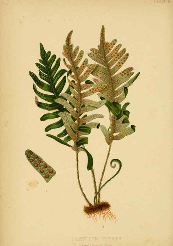 Reproducción/Reproduction 48630611918: The native flowers and ferns of the United States in their botanical, horticultural and popular aspects /. Boston :L. Prang and Co.,1879.. 