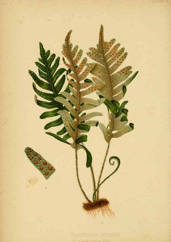 Reproducción/Reproduction 48630611918: The native flowers and ferns of the United States in their botanical, horticultural and popular aspects /. Boston :L. Prang and Co.,1879.. 