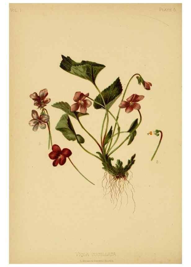 Reproducción/Reproduction 48630612188: The native flowers and ferns of the United States in their botanical, horticultural and popular aspects /. Boston :L. Prang and Co.,1879.. 