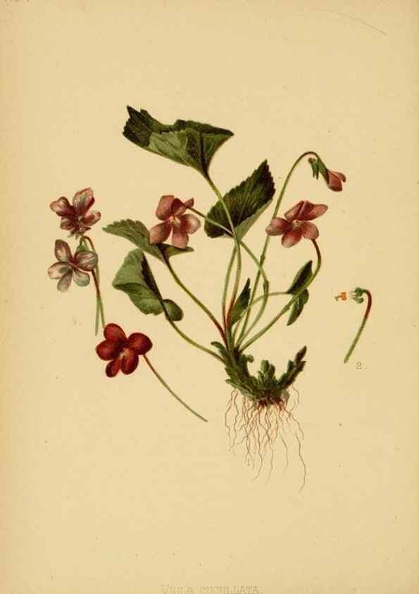 Reproducción/Reproduction 48630612188: The native flowers and ferns of the United States in their botanical, horticultural and popular aspects /. Boston :L. Prang and Co.,1879.. 