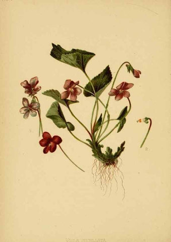 Reproducción/Reproduction 48630612188: The native flowers and ferns of the United States in their botanical, horticultural and popular aspects /. Boston :L. Prang and Co.,1879.. 