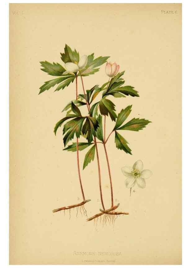 Reproducción/Reproduction 48630612548: The native flowers and ferns of the United States in their botanical, horticultural and popular aspects /. Boston :L. Prang and Co.,1879.. 