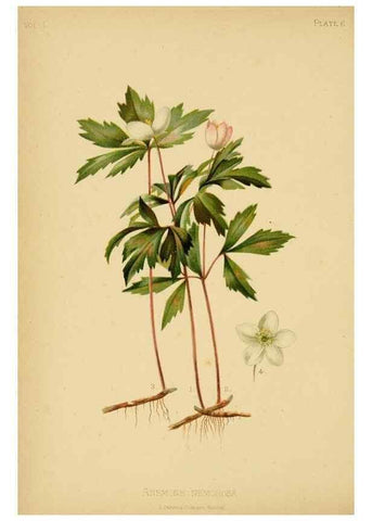 Reproducción/Reproduction 48630612548: The native flowers and ferns of the United States in their botanical, horticultural and popular aspects /. Boston :L. Prang and Co.,1879.. 