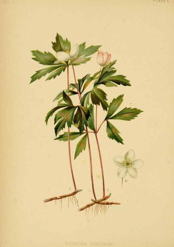 Reproducción/Reproduction 48630612548: The native flowers and ferns of the United States in their botanical, horticultural and popular aspects /. Boston :L. Prang and Co.,1879.. 