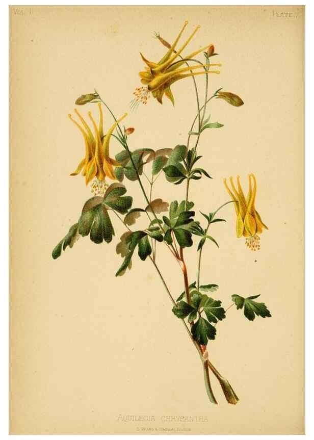 Reproducción/Reproduction 48630969091: The native flowers and ferns of the United States in their botanical, horticultural and popular aspects /. Boston :L. Prang and Co.,1879.. 