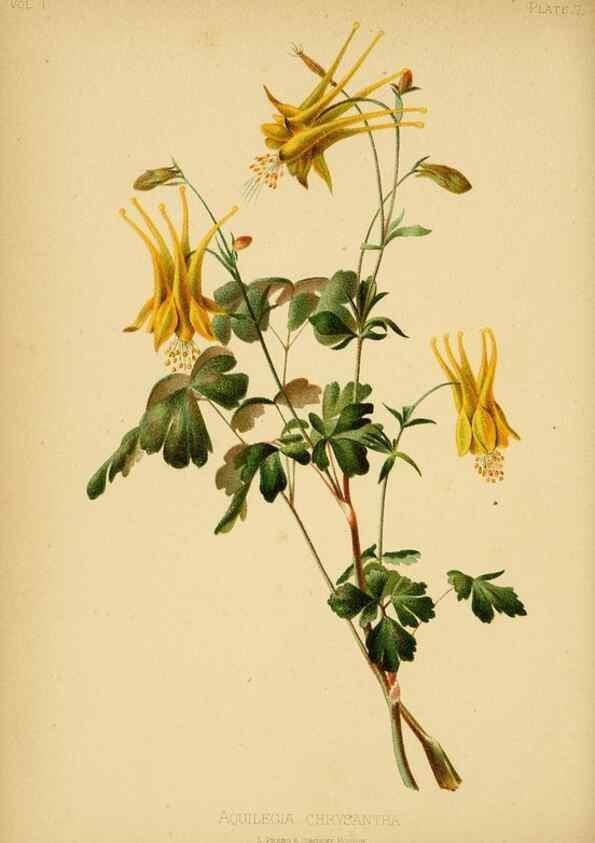 Reproducción/Reproduction 48630969091: The native flowers and ferns of the United States in their botanical, horticultural and popular aspects /. Boston :L. Prang and Co.,1879.. 