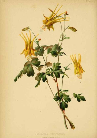 Reproducción/Reproduction 48630969091: The native flowers and ferns of the United States in their botanical, horticultural and popular aspects /. Boston :L. Prang and Co.,1879.. 