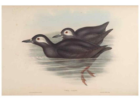 Reproducción/Reproduction 48630945977: Birds of Asia / by John Gould.. London :Printed by Taylor and Francis, pub. by the author,1850-1883.. 