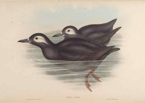 Reproducción/Reproduction 48630945977: Birds of Asia / by John Gould.. London :Printed by Taylor and Francis, pub. by the author,1850-1883.. 