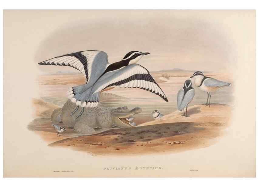 Reproducción/Reproduction 48630438683: Birds of Asia / by John Gould.. London :Printed by Taylor and Francis, pub. by the author,1850-1883.. 