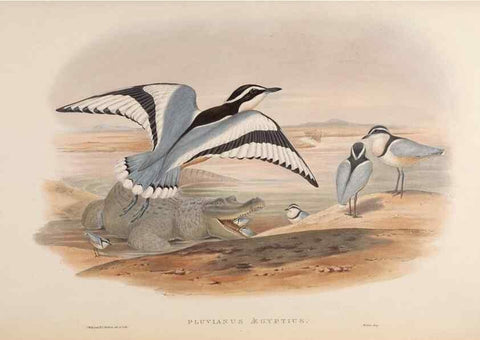 Reproducción/Reproduction 48630438683: Birds of Asia / by John Gould.. London :Printed by Taylor and Francis, pub. by the author,1850-1883.. 