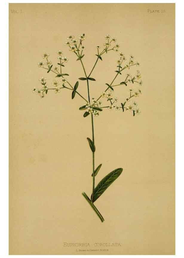 Reproducción/Reproduction 48630619663: The native flowers and ferns of the United States in their botanical, horticultural and popular aspects /. Boston :L. Prang and Co.,1879.. 