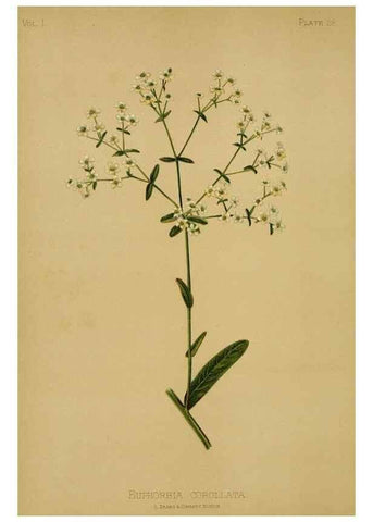 Reproducción/Reproduction 48630619663: The native flowers and ferns of the United States in their botanical, horticultural and popular aspects /. Boston :L. Prang and Co.,1879.. 