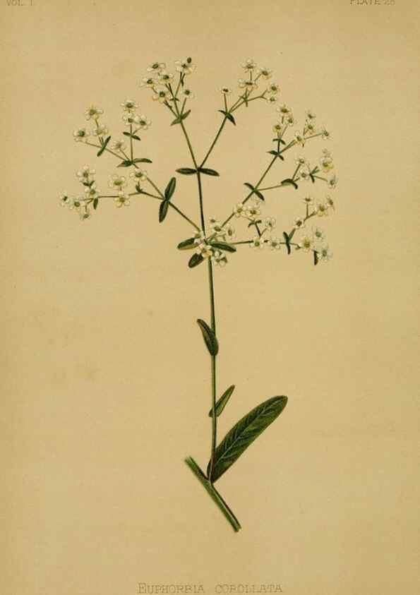 Reproducción/Reproduction 48630619663: The native flowers and ferns of the United States in their botanical, horticultural and popular aspects /. Boston :L. Prang and Co.,1879.. 