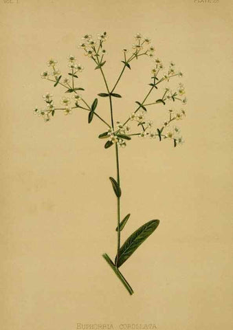 Reproducción/Reproduction 48630619663: The native flowers and ferns of the United States in their botanical, horticultural and popular aspects /. Boston :L. Prang and Co.,1879.. 