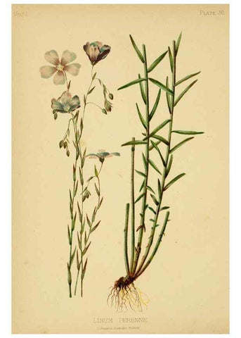 Reproducción/Reproduction 48630620303: The native flowers and ferns of the United States in their botanical, horticultural and popular aspects /. Boston :L. Prang and Co.,1879.. 