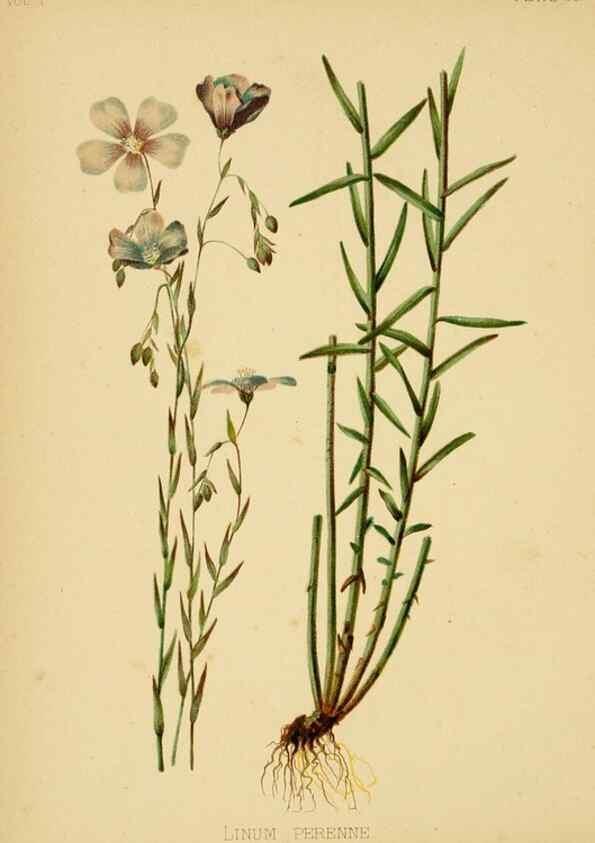 Reproducción/Reproduction 48630620303: The native flowers and ferns of the United States in their botanical, horticultural and popular aspects /. Boston :L. Prang and Co.,1879.. 