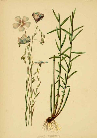 Reproducción/Reproduction 48630620303: The native flowers and ferns of the United States in their botanical, horticultural and popular aspects /. Boston :L. Prang and Co.,1879.. 