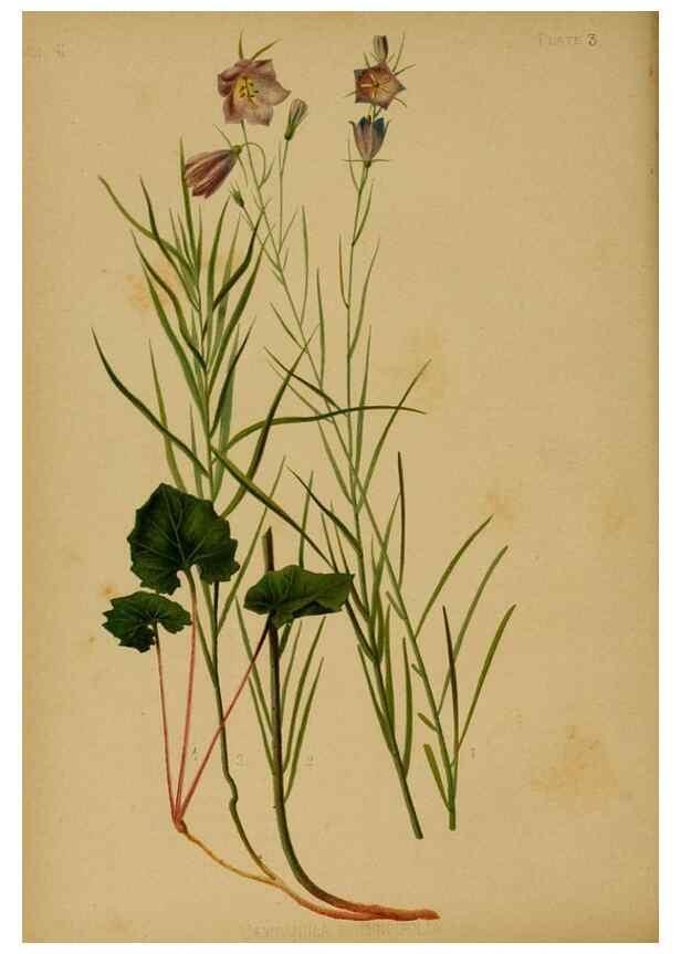 Reproducción/Reproduction 48631224292: The native flowers and ferns of the United States in their botanical, horticultural and popular aspects /. Boston :L. Prang and Co.,1879.. 