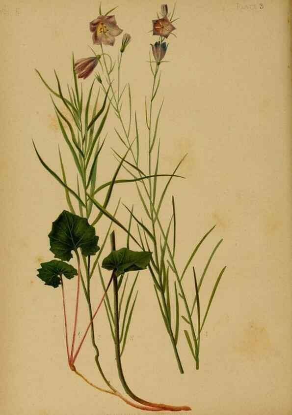 Reproducción/Reproduction 48631224292: The native flowers and ferns of the United States in their botanical, horticultural and popular aspects /. Boston :L. Prang and Co.,1879.. 