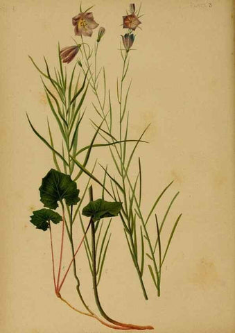Reproducción/Reproduction 48631224292: The native flowers and ferns of the United States in their botanical, horticultural and popular aspects /. Boston :L. Prang and Co.,1879.. 