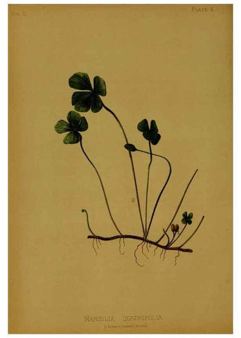 Reproducción/Reproduction 48630724973: The native flowers and ferns of the United States in their botanical, horticultural and popular aspects /. Boston :L. Prang and Co.,1879.. 