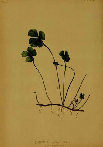 Reproducción/Reproduction 48630724973: The native flowers and ferns of the United States in their botanical, horticultural and popular aspects /. Boston :L. Prang and Co.,1879.. 