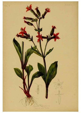 Reproducción/Reproduction 48631225257: The native flowers and ferns of the United States in their botanical, horticultural and popular aspects /. Boston :L. Prang and Co.,1879.. 