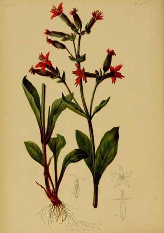 Reproducción/Reproduction 48631225257: The native flowers and ferns of the United States in their botanical, horticultural and popular aspects /. Boston :L. Prang and Co.,1879.. 