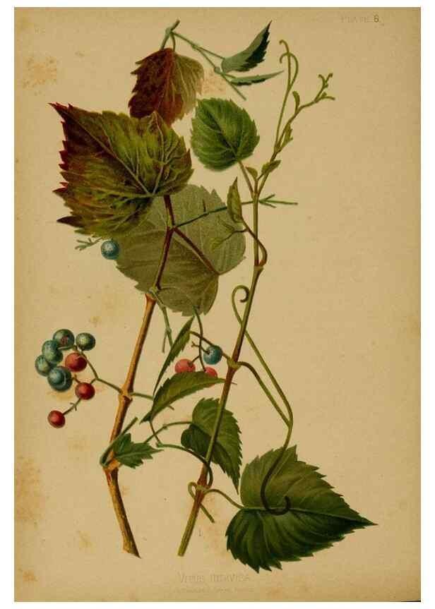 Reproducción/Reproduction 48631225822: The native flowers and ferns of the United States in their botanical, horticultural and popular aspects /. Boston :L. Prang and Co.,1879.. 