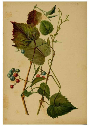 Reproducción/Reproduction 48631225822: The native flowers and ferns of the United States in their botanical, horticultural and popular aspects /. Boston :L. Prang and Co.,1879.. 