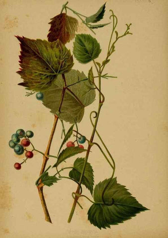 Reproducción/Reproduction 48631225822: The native flowers and ferns of the United States in their botanical, horticultural and popular aspects /. Boston :L. Prang and Co.,1879.. 
