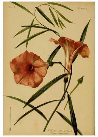Reproducción/Reproduction 48631080396: The native flowers and ferns of the United States in their botanical, horticultural and popular aspects /. Boston :L. Prang and Co.,1879.. 
