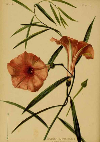 Reproducción/Reproduction 48631080396: The native flowers and ferns of the United States in their botanical, horticultural and popular aspects /. Boston :L. Prang and Co.,1879.. 