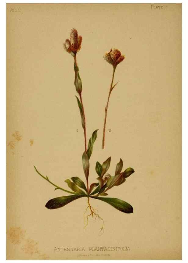 Reproducción/Reproduction 48631226832: The native flowers and ferns of the United States in their botanical, horticultural and popular aspects /. Boston :L. Prang and Co.,1879.. 