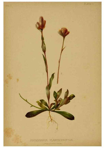 Reproducción/Reproduction 48631226832: The native flowers and ferns of the United States in their botanical, horticultural and popular aspects /. Boston :L. Prang and Co.,1879.. 