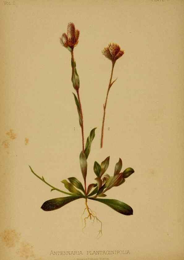 Reproducción/Reproduction 48631226832: The native flowers and ferns of the United States in their botanical, horticultural and popular aspects /. Boston :L. Prang and Co.,1879.. 